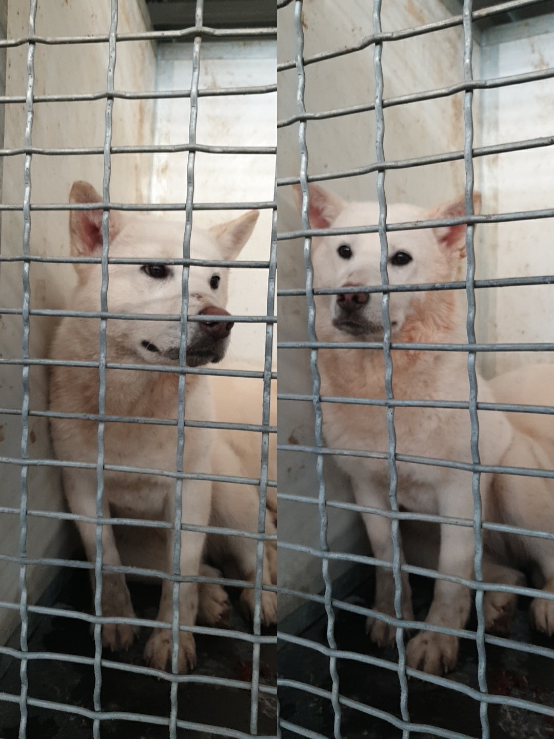 남양동물보호센터_441553202300735